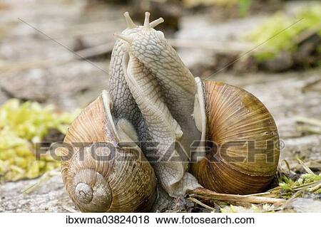 "Burgundy Snails (Helix pomatia), mating, Germany, Europe" View Large Photo Image Stock Photo - "Burgundy Snails (Helix pomatia), mating, Germany, Europe". Fotosearch