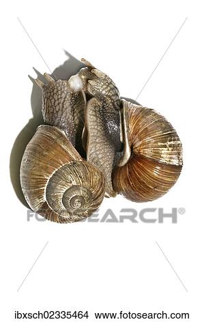 "Burgundy snails, Roman snails, edible snails or escargots (Helix pomatia), mating, exchange of spermatophores" View Large Photo Image Picture - "Burgundy snails, Roman snails, edible snails or escargots (Helix pomatia), mating, exchange of spermatophores". Fotosearch