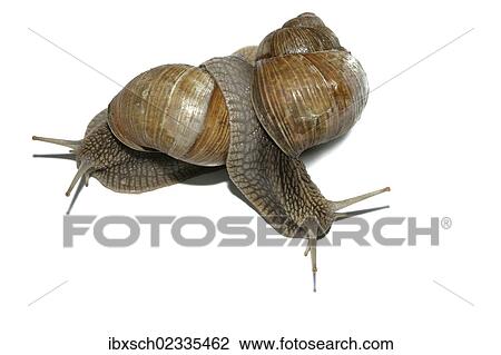 "Burgundy snails, Roman snails, edible snails or escargots (Helix pomatia), mating" View Large Photo Image Stock Image - "Burgundy snails, Roman snails, edible snails or escargots (Helix pomatia), mating". Fotosearch