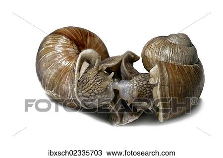 "Burgundy snails, Roman snails, edible snails or escargots (Helix pomatia), mating, foreplay" View Large Photo Image Stock Image - "Burgundy snails, Roman snails, edible snails or escargots (Helix pomatia), mating, foreplay". Fotosearch