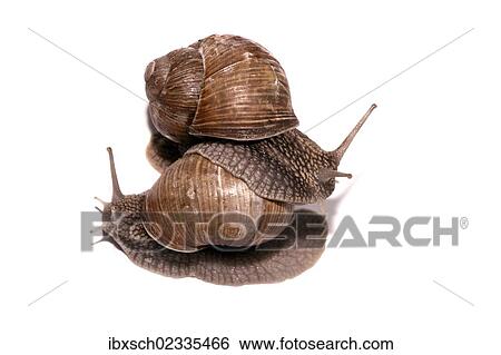 "Burgundy snails, Roman snails, edible snails or escargots (Helix pomatia), mating" View Large Photo Image Stock Photograph - "Burgundy snails, Roman snails, edible snails or escargots (Helix pomatia), mating". Fotosearch