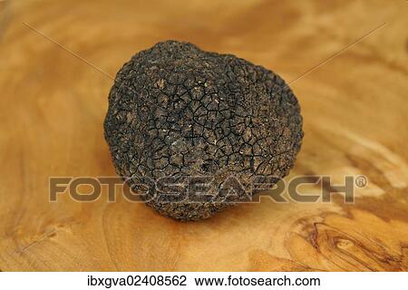Stock Image - "Burgundy Truffle (Tuber uncinatum), Switzerland, Europe". Fotosearch