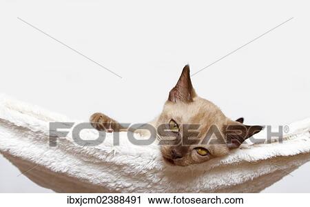 "Burmese cat, 10 weeks old, lying in a hammock" View Large Photo Image Stock Image - "Burmese cat, 10 weeks old, lying in a hammock". Fotosearch