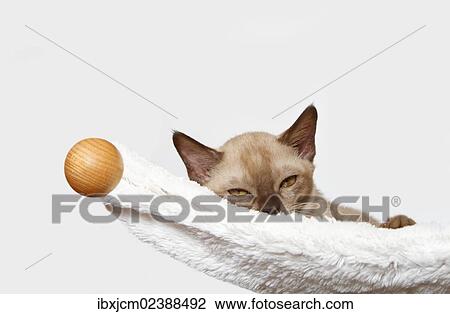 "Burmese cat, 10 weeks old, lying in a hammock" View Large Photo Image Stock Image - "Burmese cat, 10 weeks old, lying in a hammock". Fotosearch