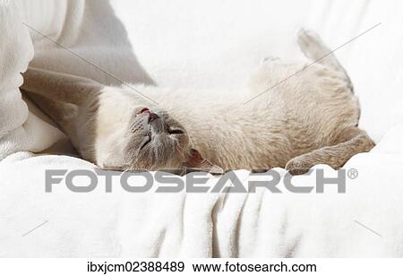 "Burmese cat, 10 weeks old, lying on a cuddly blanket" View Large Photo Image Stock Photo - "Burmese cat, 10 weeks old, lying on a cuddly blanket". Fotosearch
