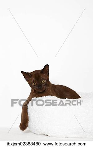 Stock Image - "Burmese cat, 10 weeks old, on a white cuddly cushion". Fotosearch
