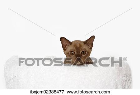Stock Photo - "Burmese cat, 10 weeks old, on a white cuddly cushion". Fotosearch