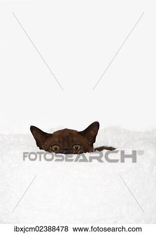 "Burmese cat, 10 weeks old, on a white cuddly cushion" View Large Photo Image Stock Photo - "Burmese cat, 10 weeks old, on a white cuddly cushion". Fotosearch