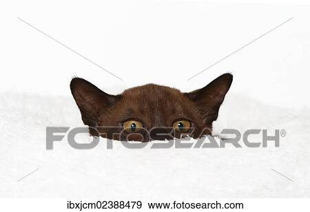 Stock Photo - "Burmese cat, 10 weeks old, on a white cuddly cushion". Fotosearch