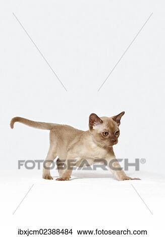"Burmese cat, 10 weeks old" View Large Photo Image Picture - "Burmese cat, 10 weeks old". Fotosearch