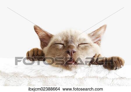 Picture - "Burmese cat, 10 weeks old, sleeping". Fotosearch