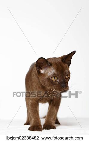 "Burmese cat, 10 weeks old" View Large Photo Image Stock Image - "Burmese cat, 10 weeks old". Fotosearch