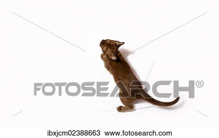 Stock Image - "Burmese cat, 10 weeks old". Fotosearch