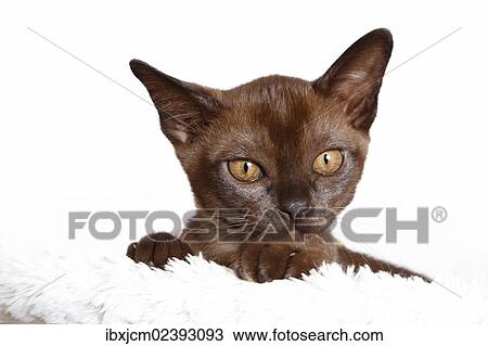 Stock Image - "Burmese cat, 10 weeks old". Fotosearch