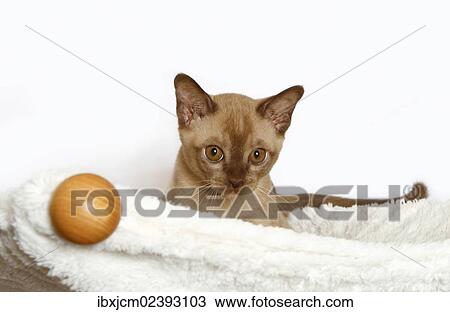 "Burmese cat, 10 weeks old" View Large Photo Image Stock Image - "Burmese cat, 10 weeks old". Fotosearch