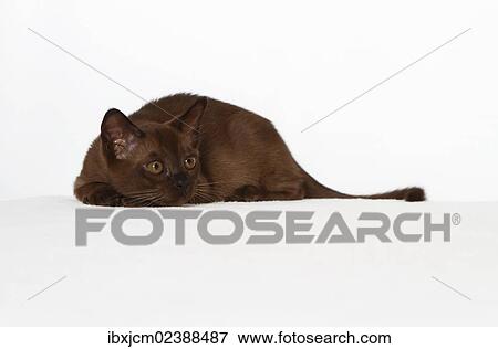 "Burmese cat, 10 weeks old" View Large Photo Image Stock Photo - "Burmese cat, 10 weeks old". Fotosearch