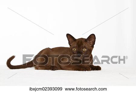 "Burmese cat, 10 weeks old" View Large Photo Image Stock Photo - "Burmese cat, 10 weeks old". Fotosearch
