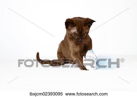 "Burmese cat, 10 weeks old" View Large Photo Image Stock Photography - "Burmese cat, 10 weeks old". Fotosearch