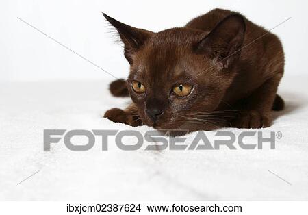 "Burmese cat, kitten, 10 weeks" View Large Photo Image Picture - "Burmese cat, kitten, 10 weeks". Fotosearch