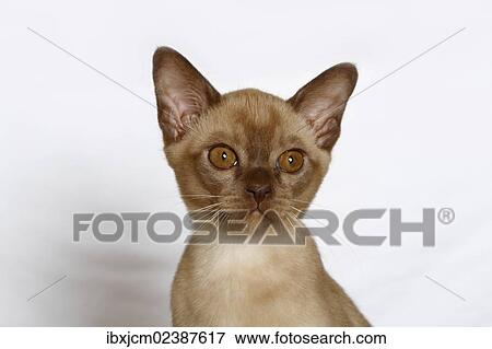 "Burmese cat, kitten, 10 weeks, portrait" View Large Photo Image Stock Photo - "Burmese cat, kitten, 10 weeks, portrait". Fotosearch