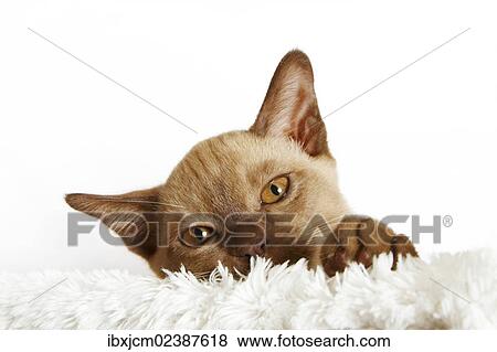 Stock Photo - "Burmese cat, kitten, 10 weeks, portrait". Fotosearch