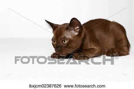 Stock Photograph - "Burmese cat, kitten, 10 weeks". Fotosearch