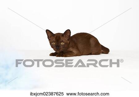 "Burmese cat, kitten, 10 weeks" View Large Photo Image Stock Photography - "Burmese cat, kitten, 10 weeks". Fotosearch