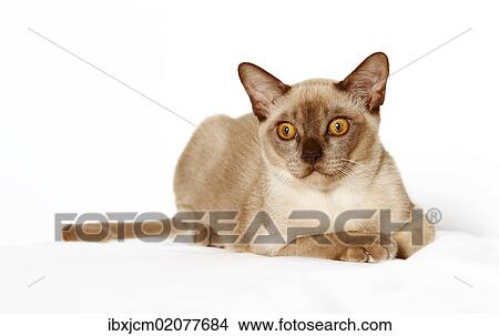 Burmese cat View Large Photo Image Picture - Burmese cat. Fotosearch