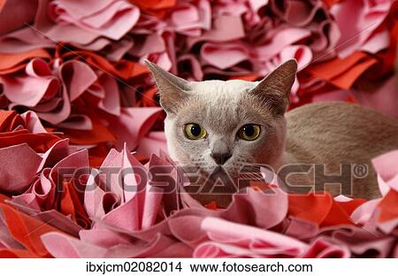 Picture - Burmese cat. Fotosearch