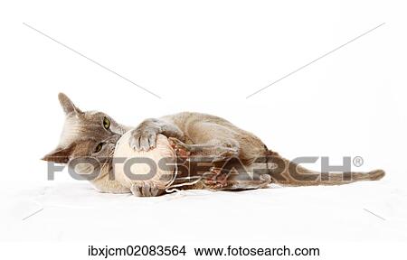 Burmese cat playing with ball of wool View Large Photo Image Picture - Burmese cat playing with ball of wool. Fotosearch