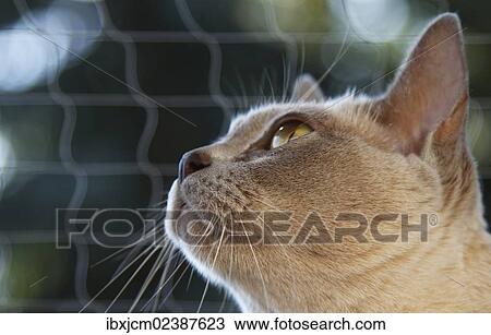 Stock Image - "Burmese cat, portrait, in front of a cat net". Fotosearch