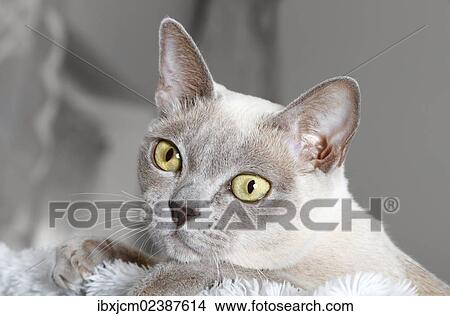 "Burmese cat, portrait" View Large Photo Image Picture - "Burmese cat, portrait". Fotosearch