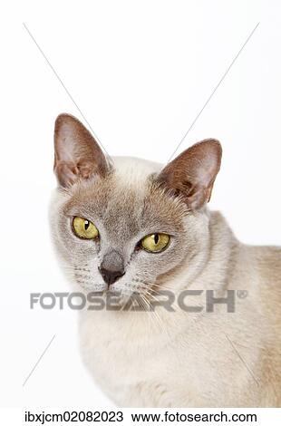 "Burmese cat, portrait" View Large Photo Image Stock Image - "Burmese cat, portrait". Fotosearch