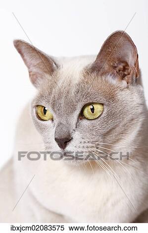 "Burmese cat, portrait" View Large Photo Image Stock Photography - "Burmese cat, portrait". Fotosearch