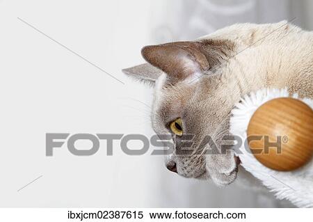 "Burmese cat, portrait" View Large Photo Image Stock Photography - "Burmese cat, portrait". Fotosearch