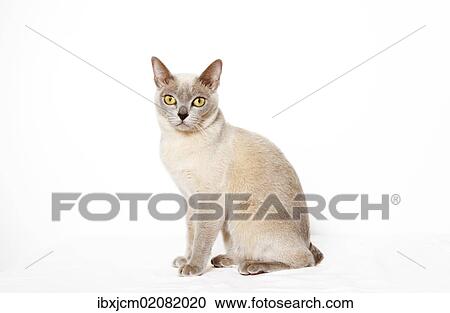 Burmese cat View Large Photo Image Stock Image - Burmese cat. Fotosearch