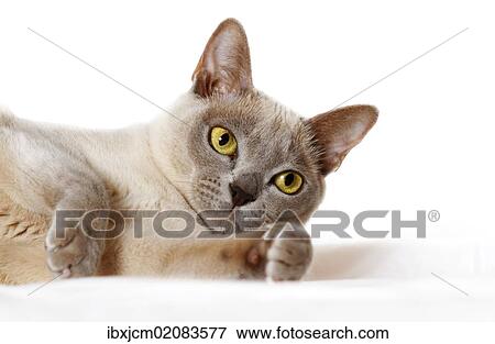 Burmese cat View Large Photo Image Stock Photo - Burmese cat. Fotosearch
