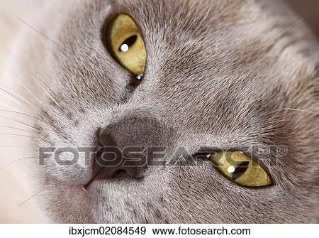 Burmese cat View Large Photo Image Stock Photo - Burmese cat. Fotosearch