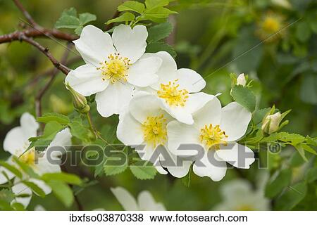 "Burnet Rose (Rosa spinosissima), flowering, Thuringia, Germany, Europe" View Large Photo Image Stock Photo - "Burnet Rose (Rosa spinosissima), flowering, Thuringia, Germany, Europe". Fotosearch