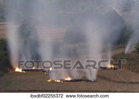"Burning harvested rice fields, northern Thailand, Thailand, Asia" View Large Photo Image Stock Image - "Burning harvested rice fields, northern Thailand, Thailand, Asia". Fotosearch