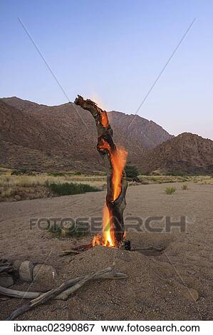 "Burning tree trunk, Numas-Rivier, in the Numas gorge near Brandberg mountain, Damaraland, Namibia, Africa" View Large Photo Image Stock Photo - "Burning tree trunk, Numas-Rivier, in the Numas gorge near Brandberg mountain, Damaraland, Namibia, Africa". Fotosearch