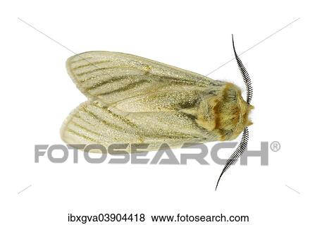 "Burnished Frill (Antheua simplex), Harenna Forest, Bale Mountains, Oromia Region, Ethiopia, Africa" View Large Photo Image Stock Photo - "Burnished Frill (Antheua simplex), Harenna Forest, Bale Mountains, Oromia Region, Ethiopia, Africa". Fotosearch