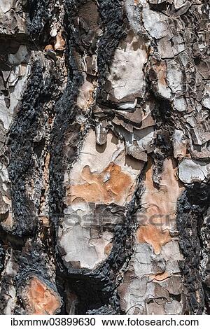 Stock Image - "Burnt bark of a Canary Island Pine (Pinus canariensis), La Palma, Canary Islands, Spain, Europe". Fotosearch