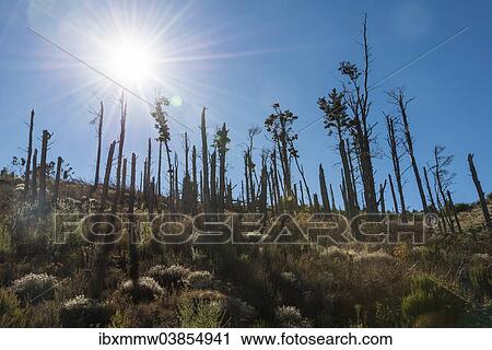 "Burnt California Pine Trees, planted for faster growth than native pines, Tenerife, Canary Islands, Spain, Europe" View Large Photo Image Stock Image - "Burnt California Pine Trees, planted for faster growth than native pines, Tenerife, Canary Islands, Spain, Europe". Fotosearch