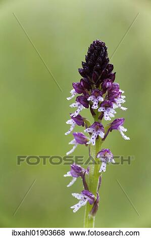 "Burnt Orchid (Neotinea ustulata), Bavaria, Germany, Europe" View Large Photo Image Stock Photo - "Burnt Orchid (Neotinea ustulata), Bavaria, Germany, Europe". Fotosearch