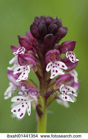 "Burnt orchid (Orchis ustulata), Dolomites, South Tyrol, Italy, Europe" View Large Photo Image Picture - "Burnt orchid (Orchis ustulata), Dolomites, South Tyrol, Italy, Europe". Fotosearch