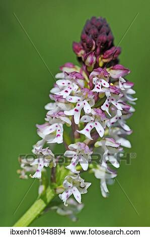 Burnt orchid (Orchis ustulata) View Large Photo Image Picture - Burnt orchid (Orchis ustulata). Fotosearch