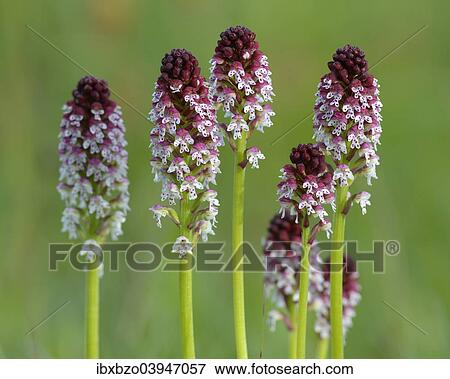 "Burnt Tip Orchid (Orchis ustulata), flower cluster on a rough pasture, Swabian Alb biosphere reserve, Baden-Wurttemberg, Germany, Europe" View Large Photo Image Stock Photo - "Burnt Tip Orchid (Orchis ustulata), flower cluster on a rough pasture, Swabian Alb biosphere reserve, Baden-Wurttemberg, Germany, Europe". Fotosearch