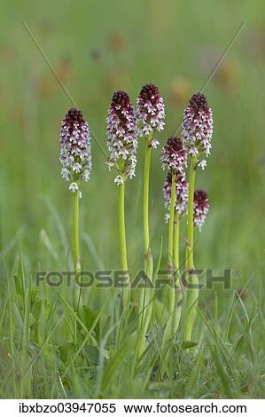 Stock Photography - "Burnt Tip Orchid (Orchis ustulata), flower cluster on a rough pasture, Swabian Alb biosphere reserve, Baden-Wurttemberg, Germany, Europe". Fotosearch