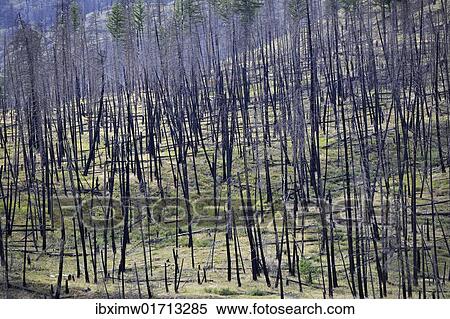 "Burnt trees after a forest fire, Barriere, British Columbia, Canada, North America" View Large Photo Image Stock Photography - "Burnt trees after a forest fire, Barriere, British Columbia, Canada, North America". Fotosearch